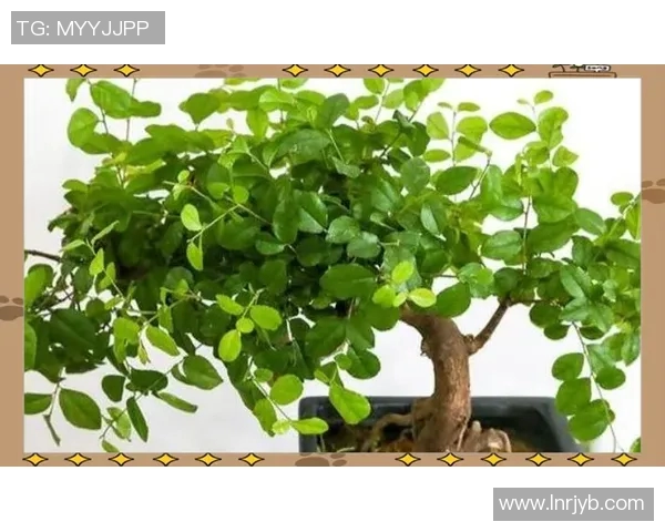 盆栽养护全指南：从选择土壤到日常管理的细节与技巧